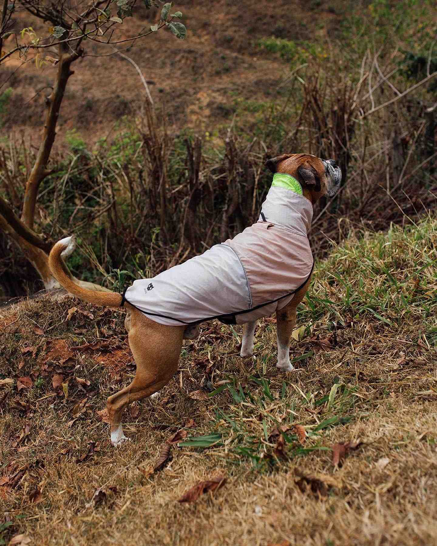 PILOTO ZEE DOG OATMEAL XL 