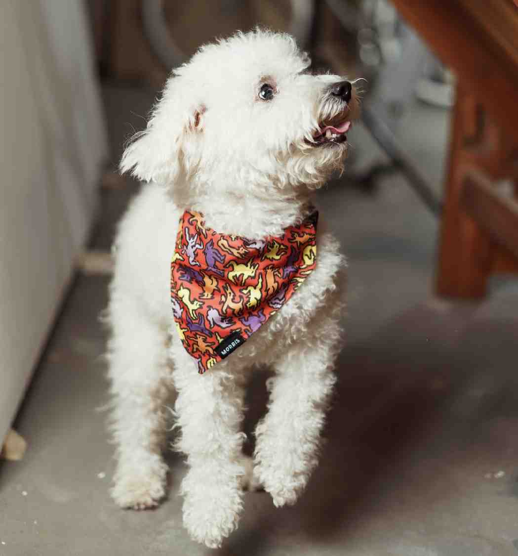 BANDANA MORRIS PERRIS TALLE L 