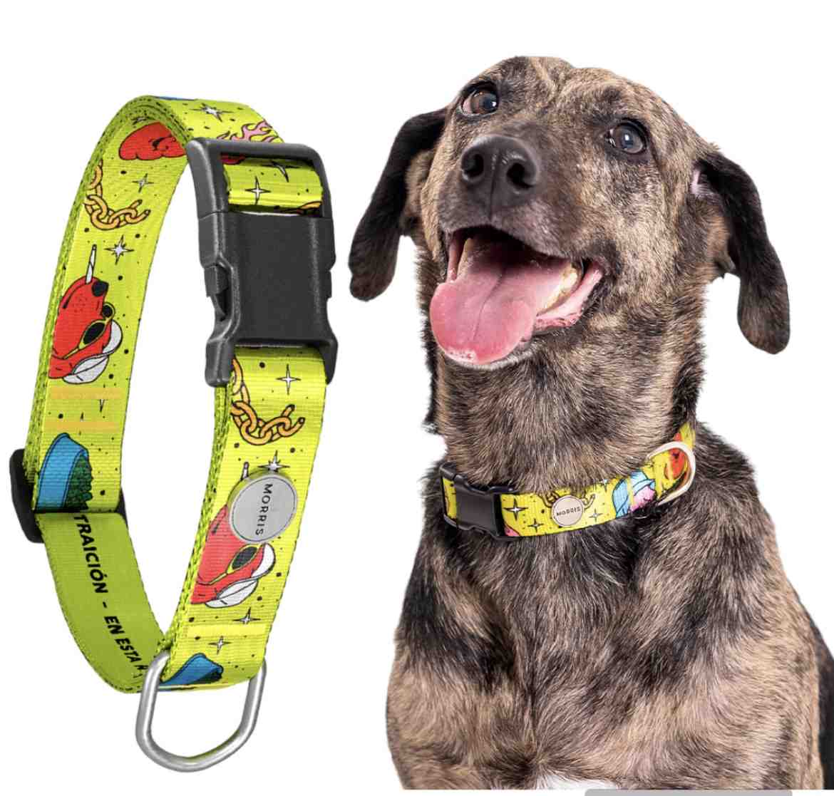 COLLAR MORRIS SIN TRAICION TALLE L 