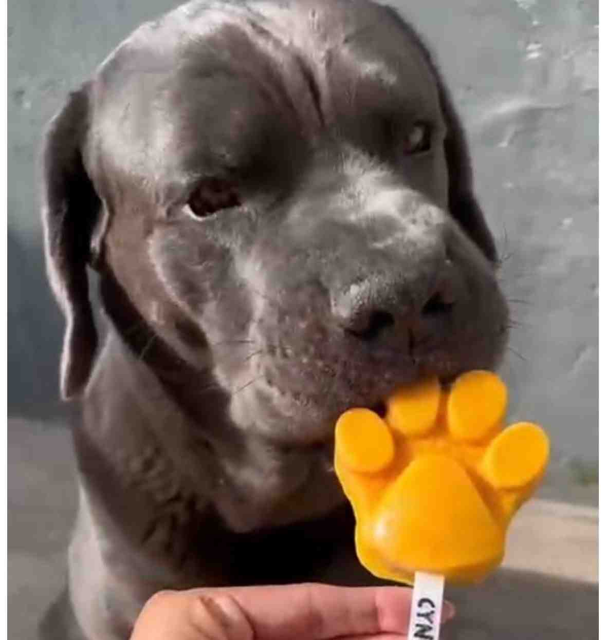 PALETAS HELADAS CYNO CONSULTAR SABORES