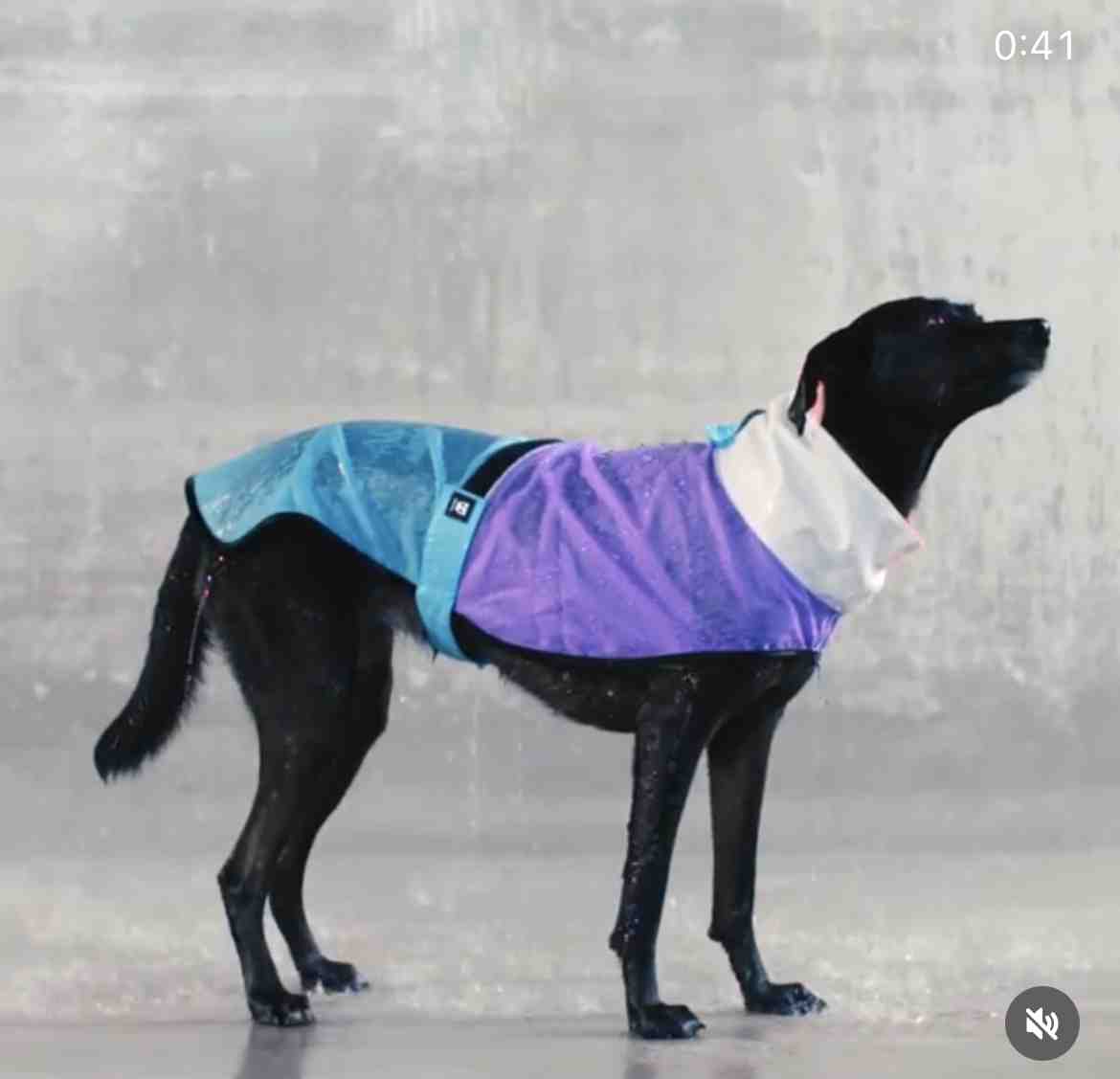 PILOTO ZEE DOG  BEL-AIR  M 