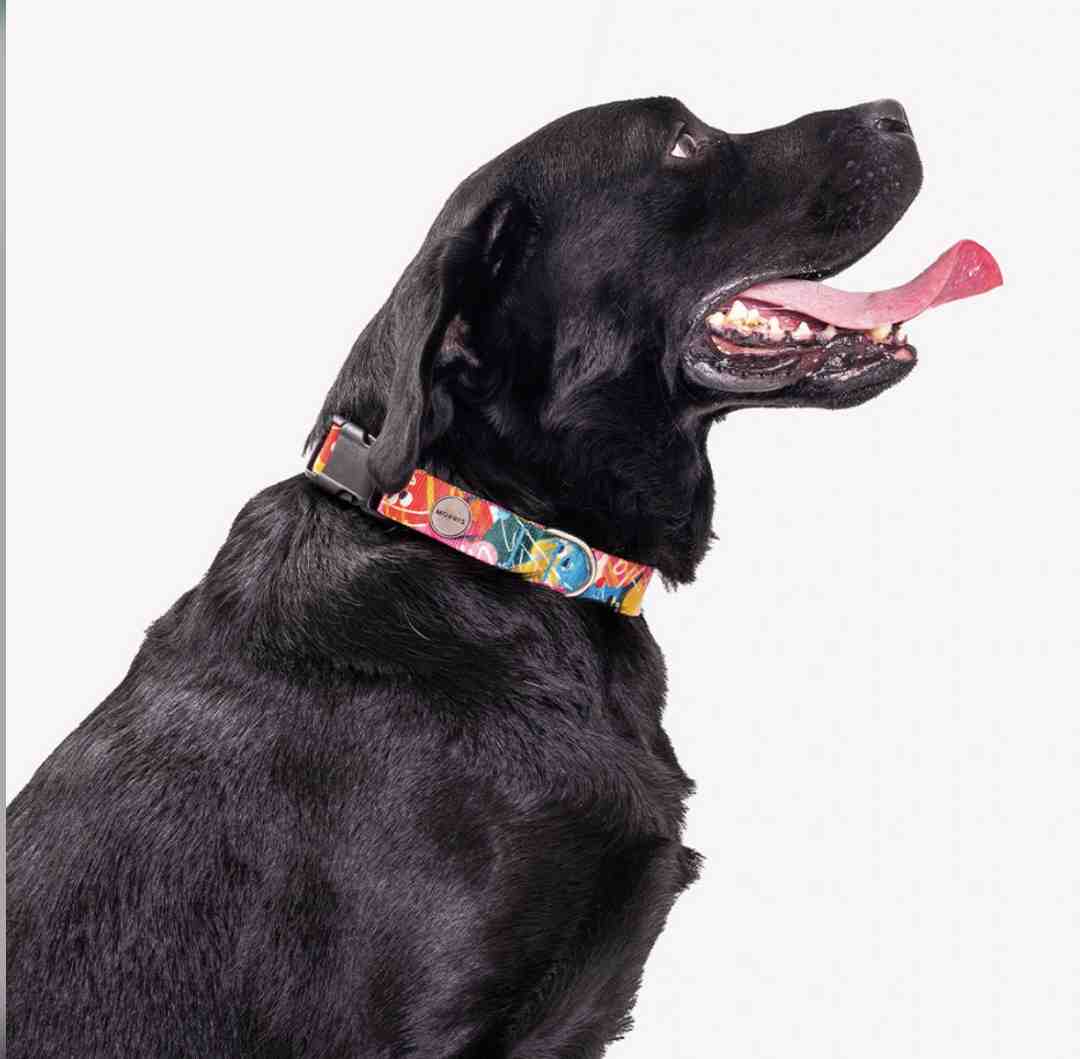 MORRIS COLLAR GUAU L 