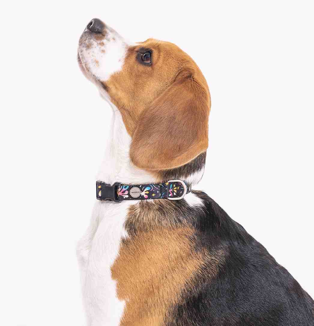 COLLAR MORRIS  MAR DEL PLATA TALLE S