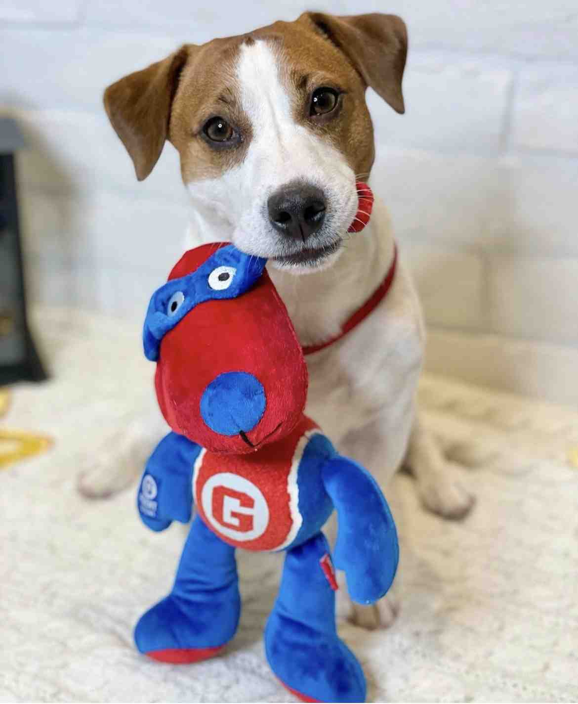 8086 GIGWI  AGENT DOG PLUSH