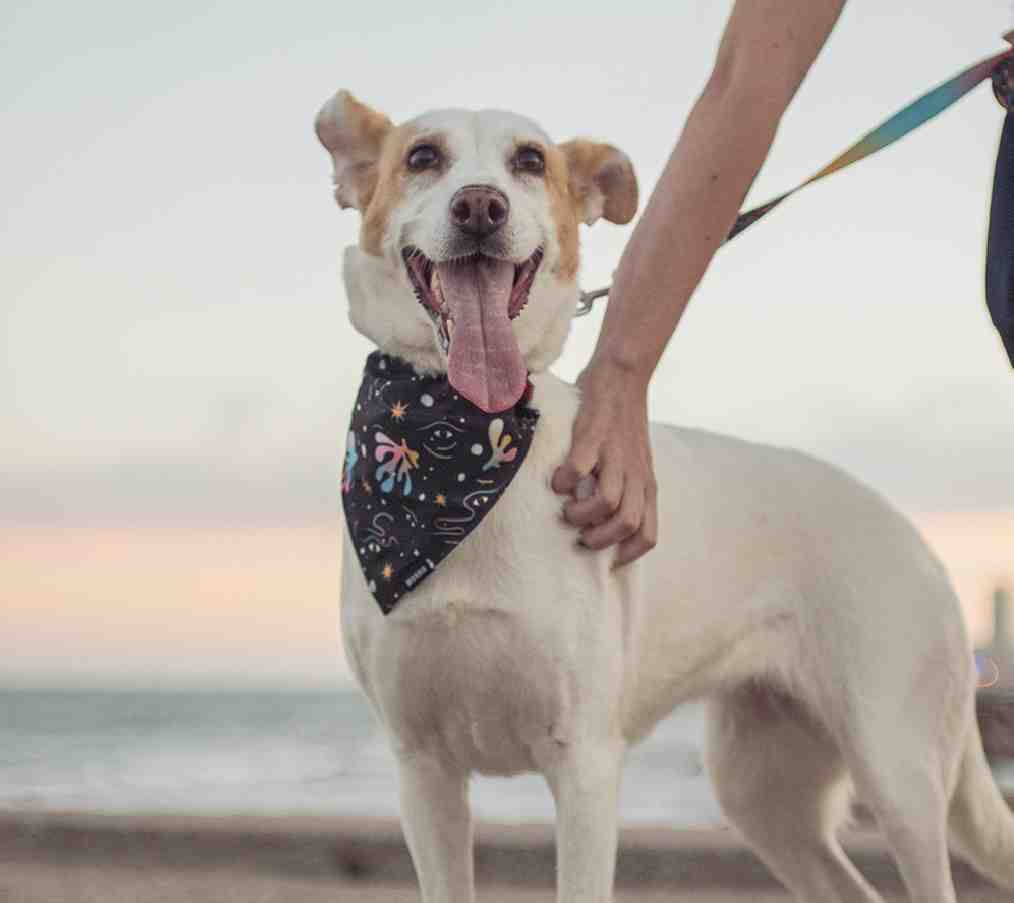 BANDANA MORRIS  MAR DEL PLATA TALLE S 