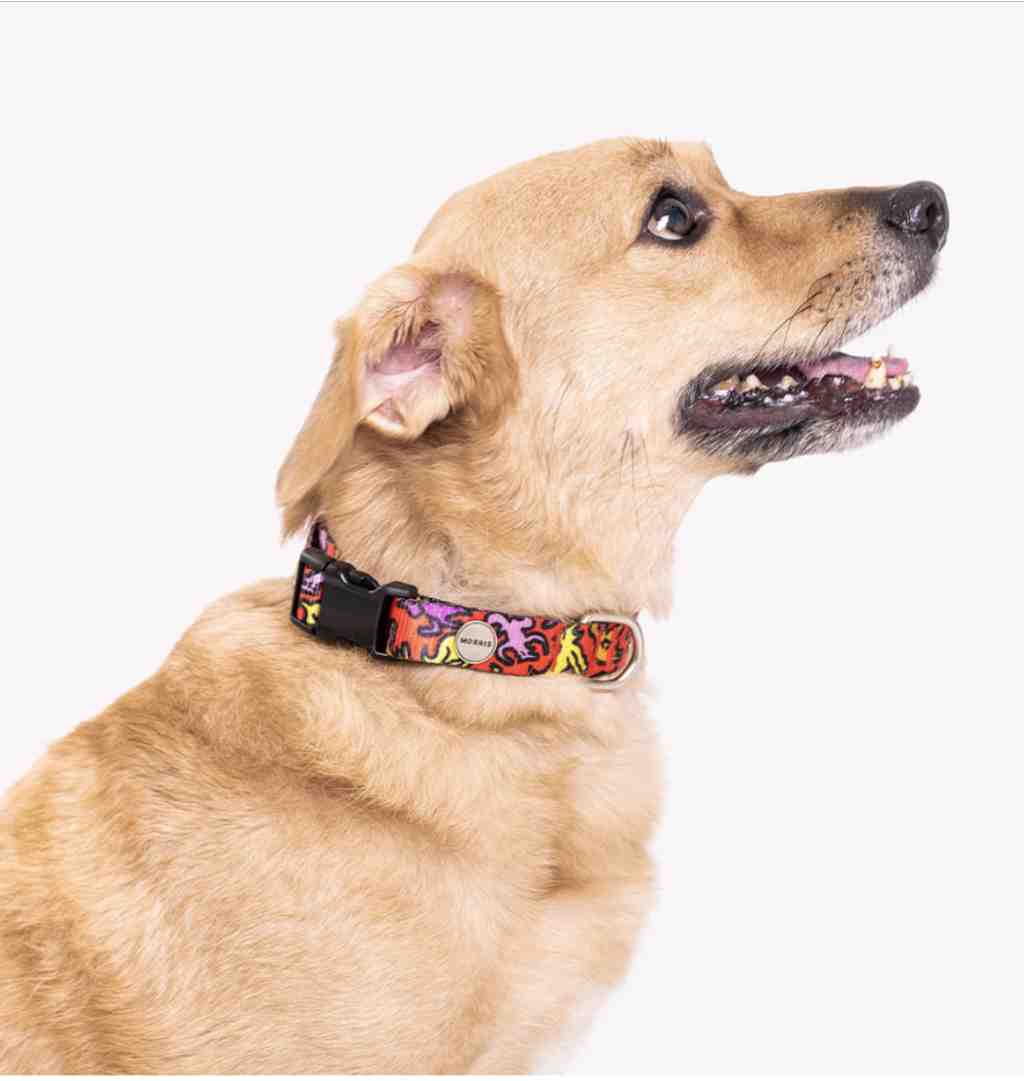 MORRIS COLLAR PERRIS TALLE  L 